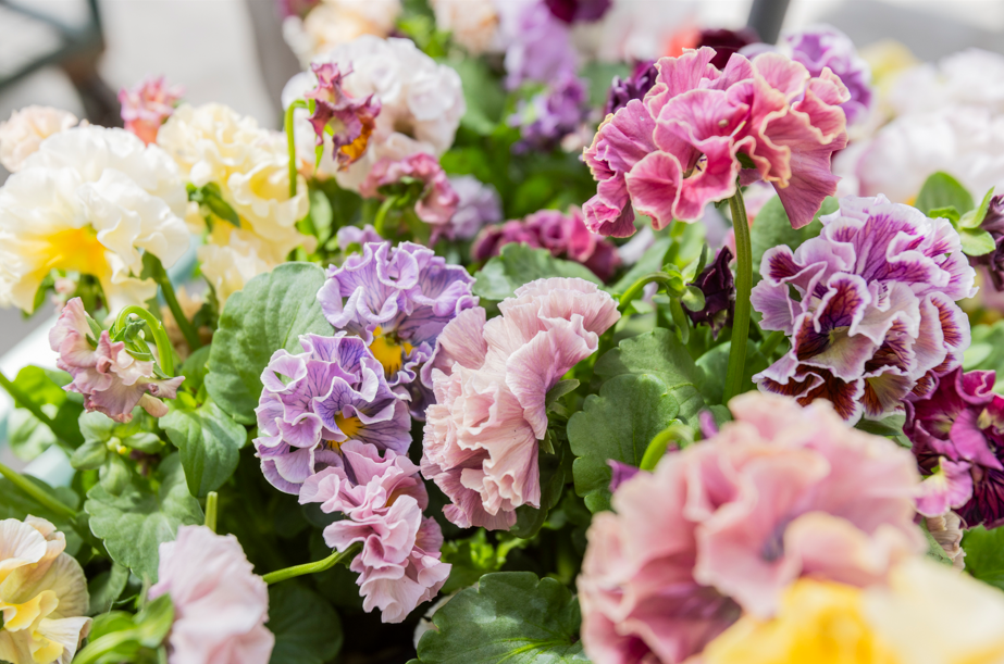 Pansies